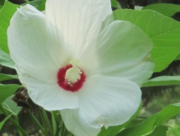 大岩芙蓉花好养吗,花朵容易养活