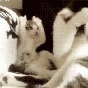 你们的猫咪猫癣怎么治好的,亲身经历的猫癣怎么治