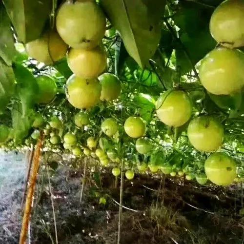 广西梧州最好的果园,梧州摘水果的地方