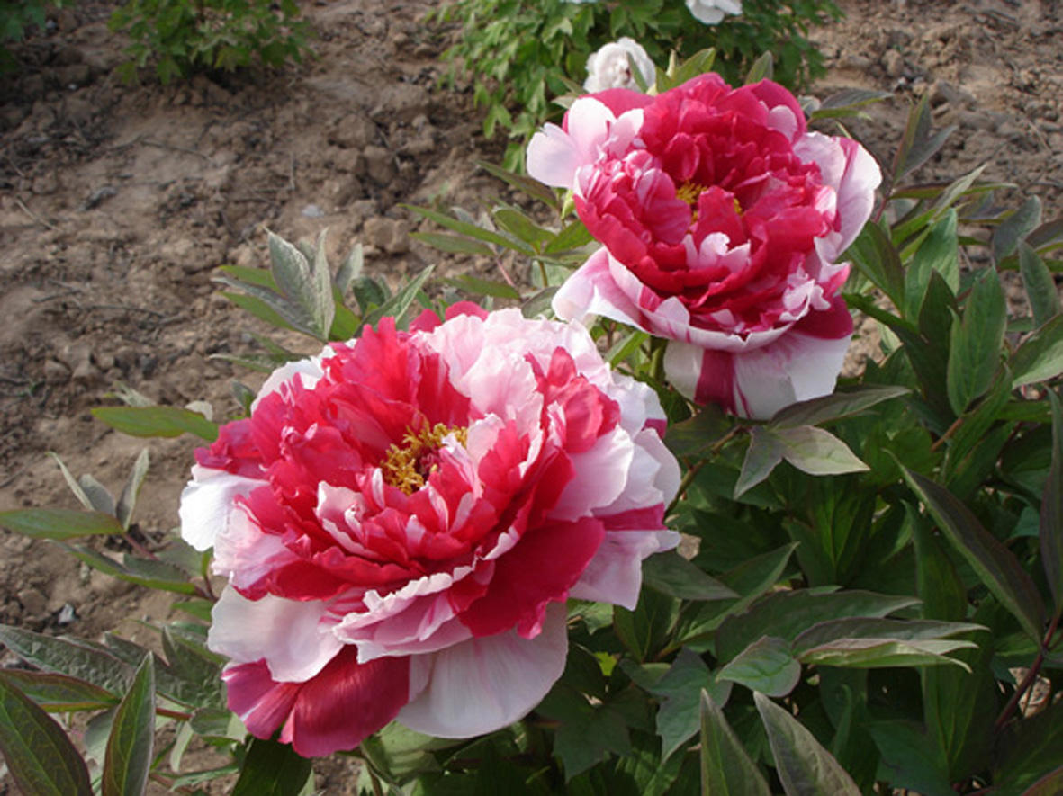 烂根不发芽的牡丹花还有用吗,牡丹花烂根泡完怎么栽种