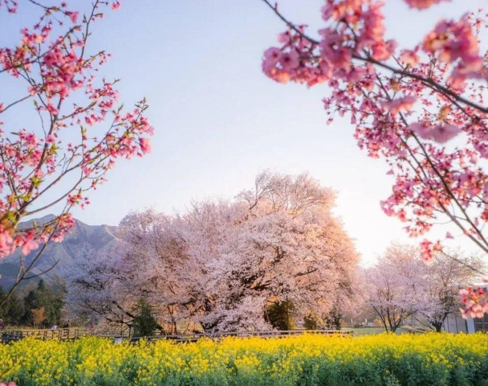 樱花前线2022年,2022第一场樱花