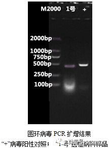 猪蓝耳圆环副猪混合感染,猪蓝耳混合感染母猪症状