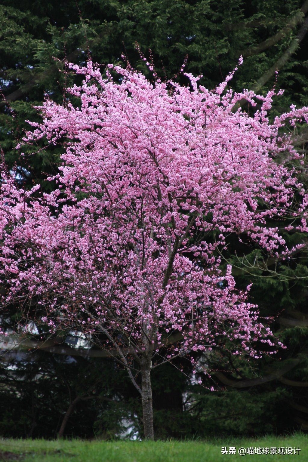 适合南方庭院种植100种花树,16种耐寒的庭院花卉植物