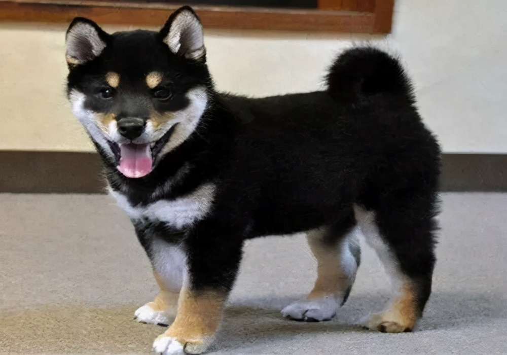 幼犬拉泥土便便,幼犬拉灰的稀屎怎么回事