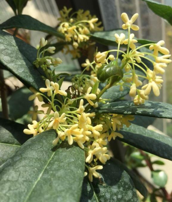 日香桂新栽的多久开花,日香桂开花一般几天枯萎