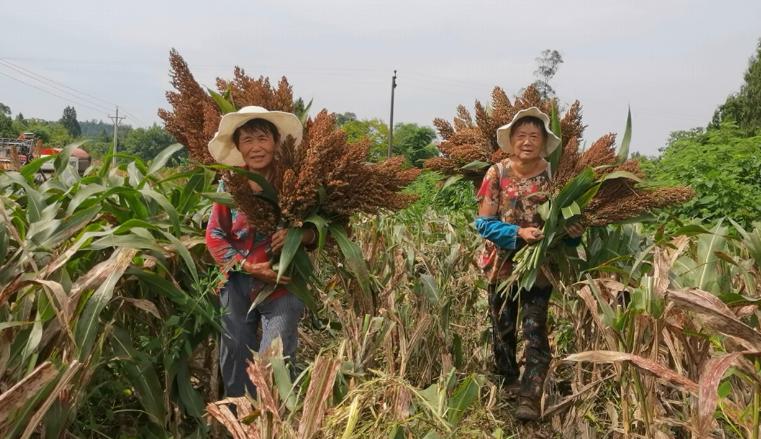 红了！红了！这些天的南充市嘉陵区龙蟠镇真的是“红遍天”了