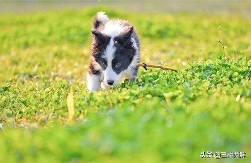 幼犬吃什么钙片比较好,养宠经验分享狗狗训练