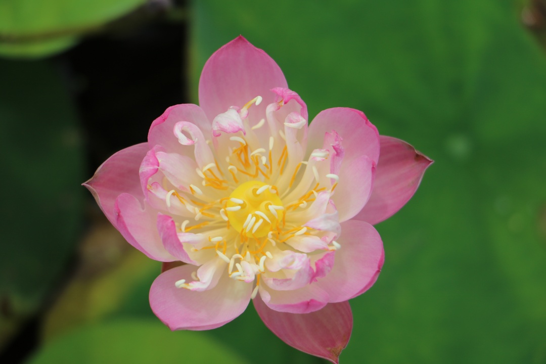 碗莲土太硬了怎么变软,碗莲种子太多怎么养小技巧干货