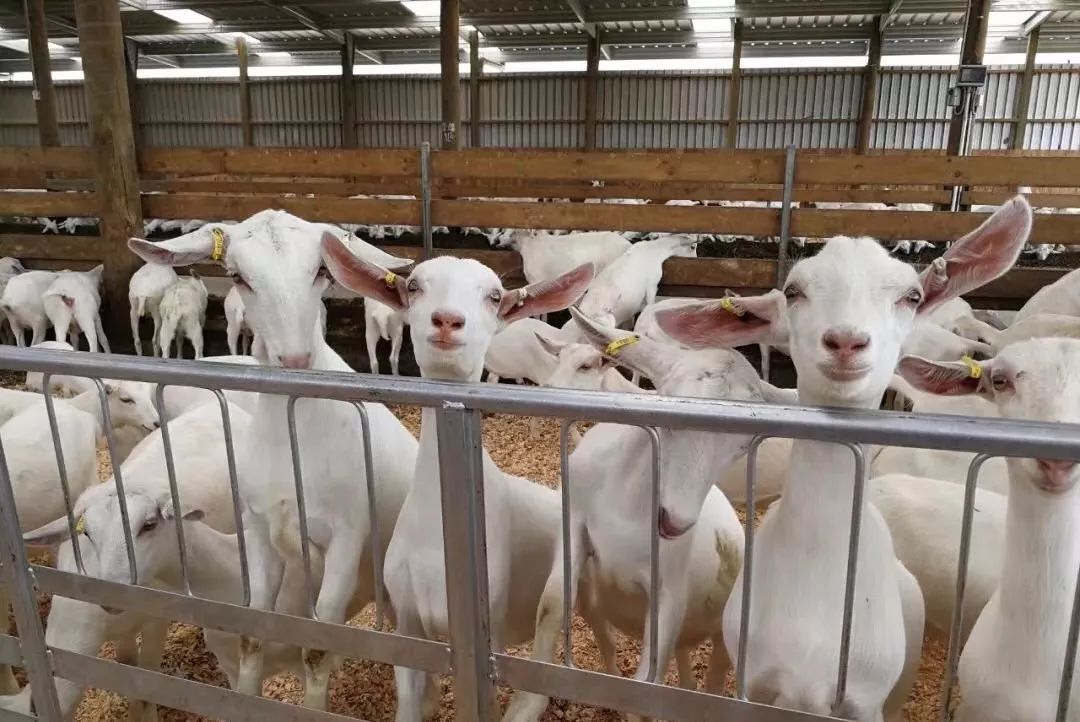 “奶中之王”|羊奶粉是更接近母乳的营养之选