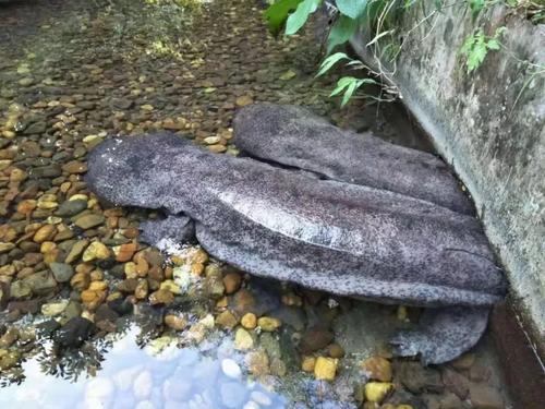 养殖娃娃鱼前景怎么样啊,养殖娃娃鱼一年能赚多少钱