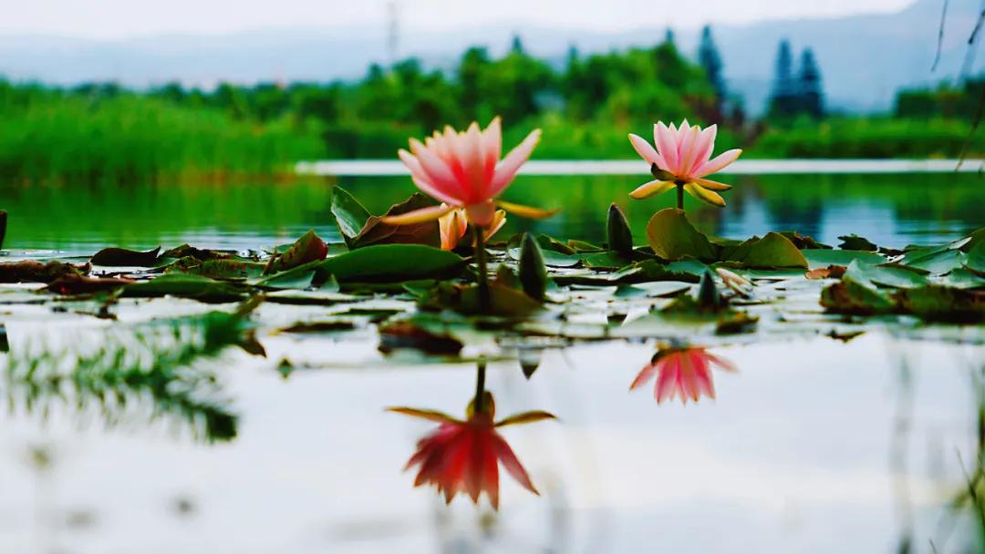 睡莲清心寡欲图片,睡莲夏日清欢