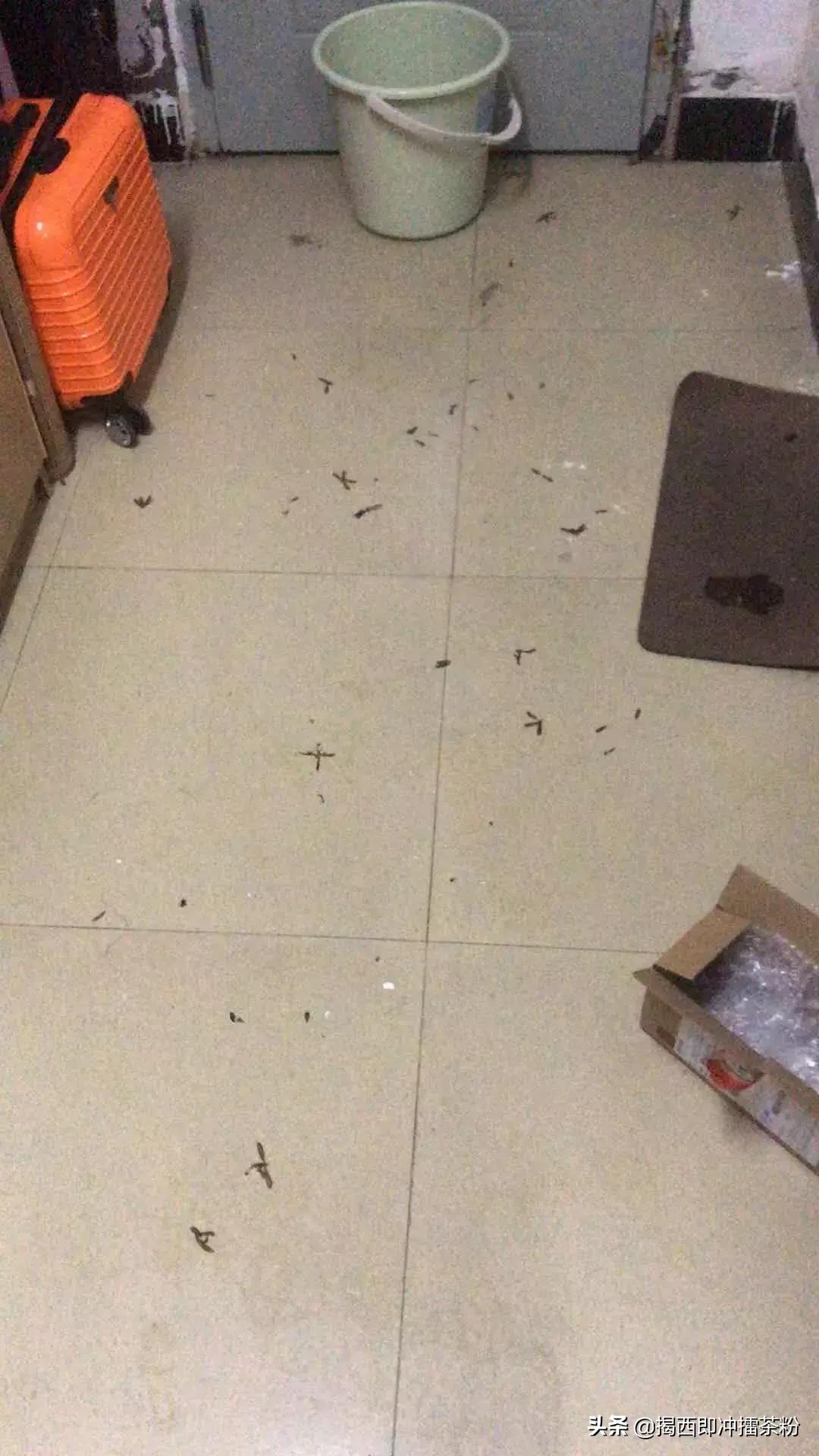 飞蚁大军空袭视频,飞蚁大军被空袭