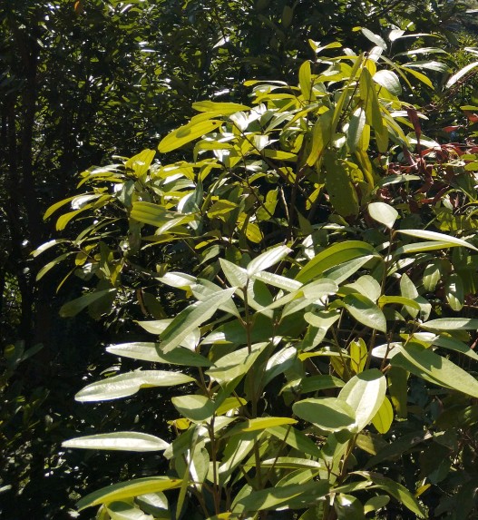 广西道地桂十味中药材是哪些,广西桂中有什么好中药