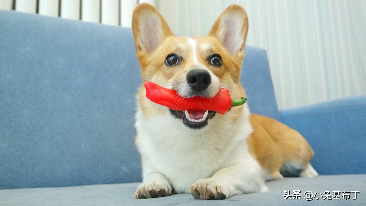 狗狗脚趾炎不让上药怎么办,狗狗脚趾炎的治疗方法