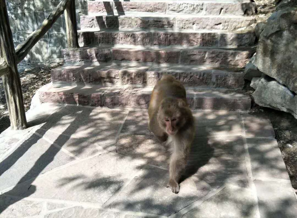 男子见义勇为被猴群殴,男子被猴群报复