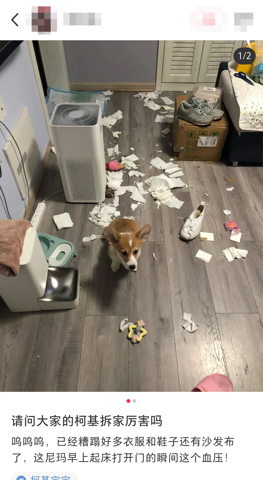 这5种狗你都敢养,建议新手便宜养的10种狗