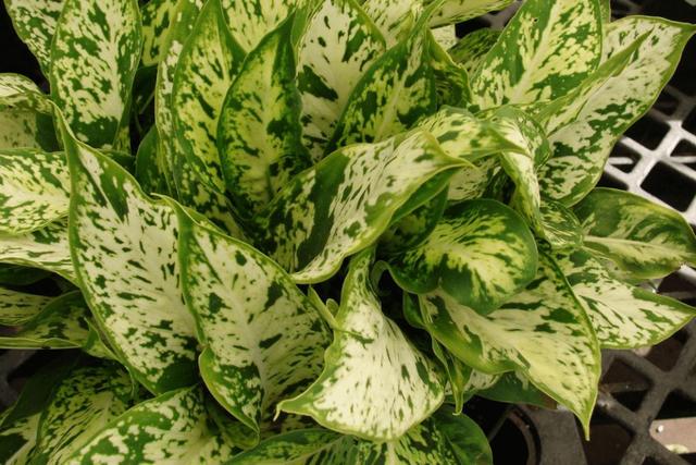 绿萝有毒长寿花有毒吗,绿萝有毒吗什么花有毒