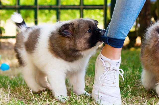 狗狗咬裤脚是什么预兆,狗狗老是咬腿上的毛怎么办