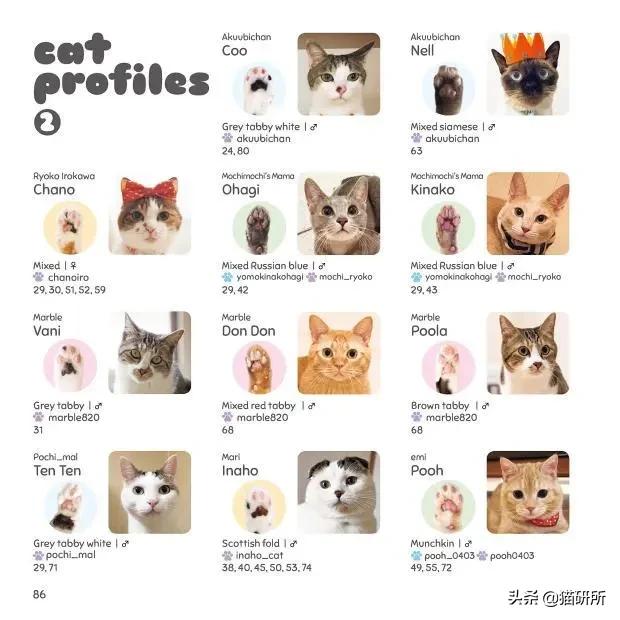 有关猫爪的小知识,关于猫爪的10个有趣的事实