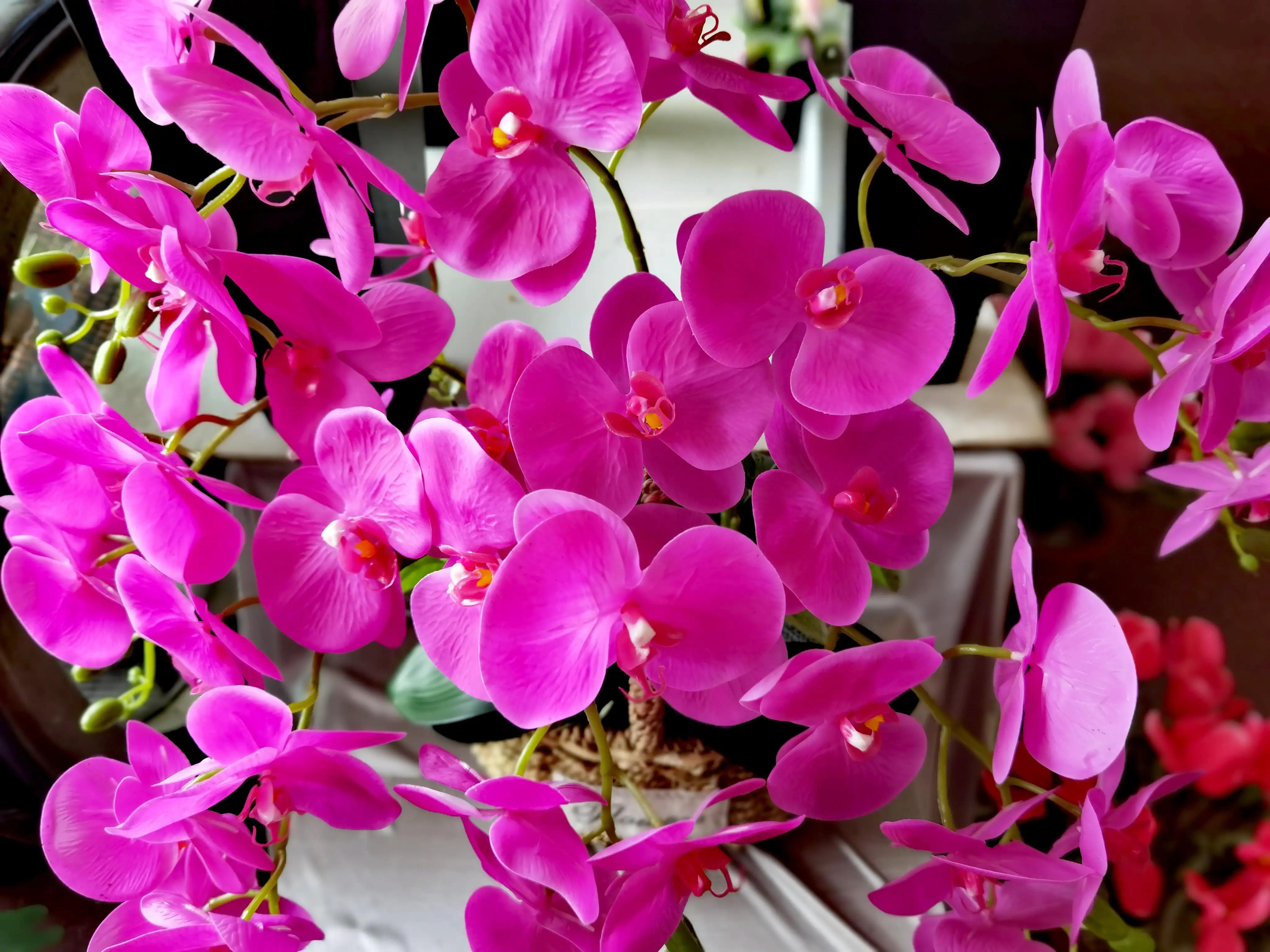 沈阳花卉市场搬哪去了,沈阳花卉市场批发各种绿植