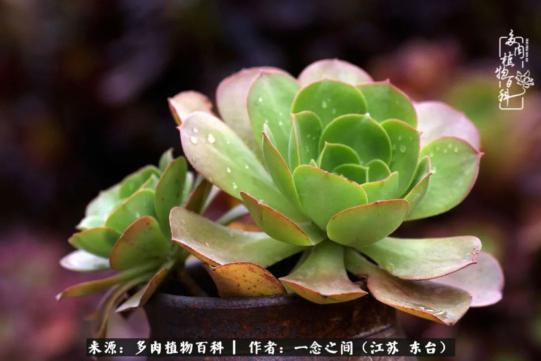 遇见花开蓝莓糖,遇见花开蔬菜沙拉酱