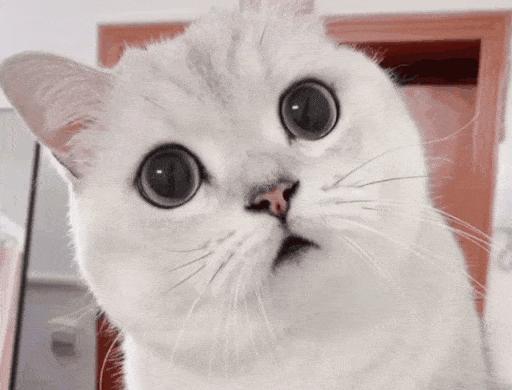 猫咪会笑吗表情,猫咪会笑