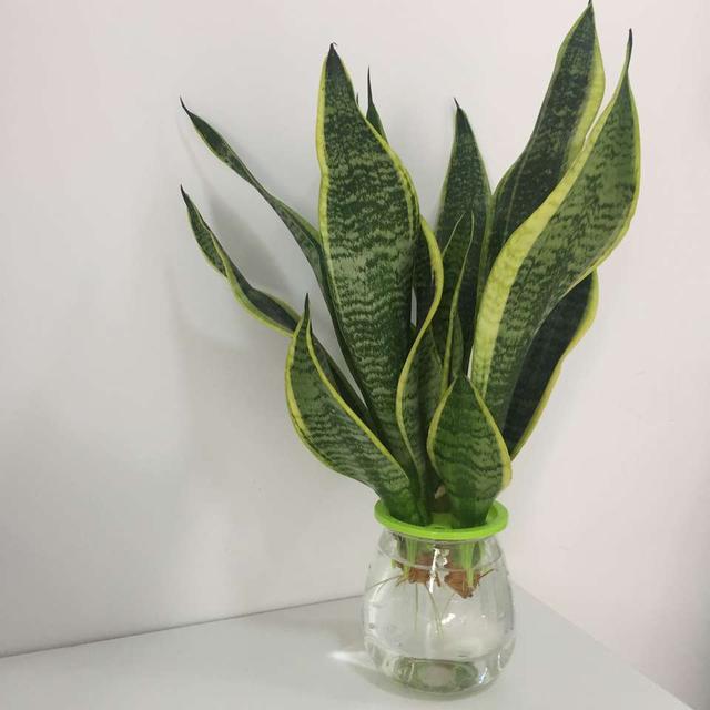 虎皮兰扦插方法及最佳季节,虎皮兰的扦插时间和方法