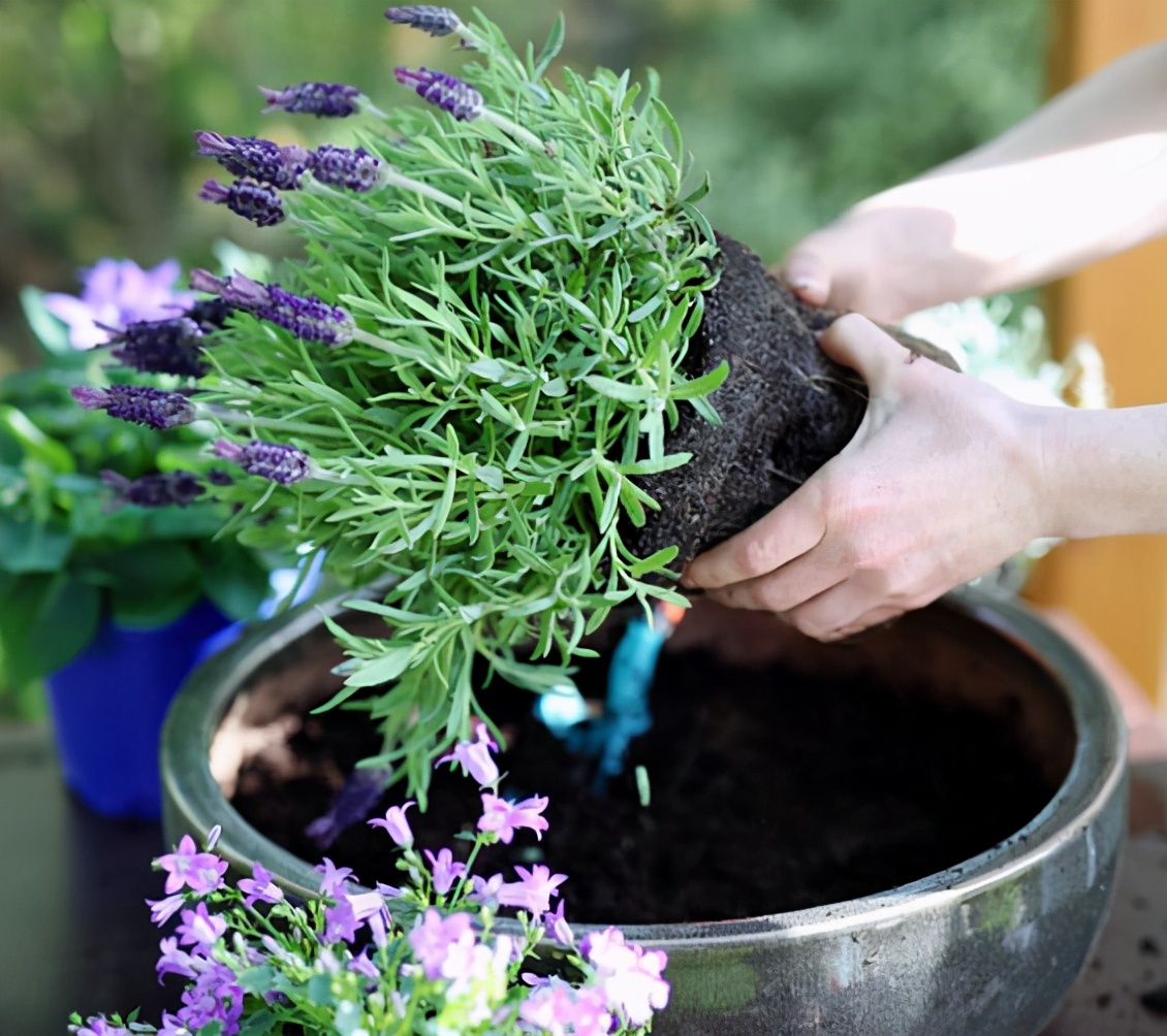 简单易学薰衣草教程,薰衣草盆栽自制干花