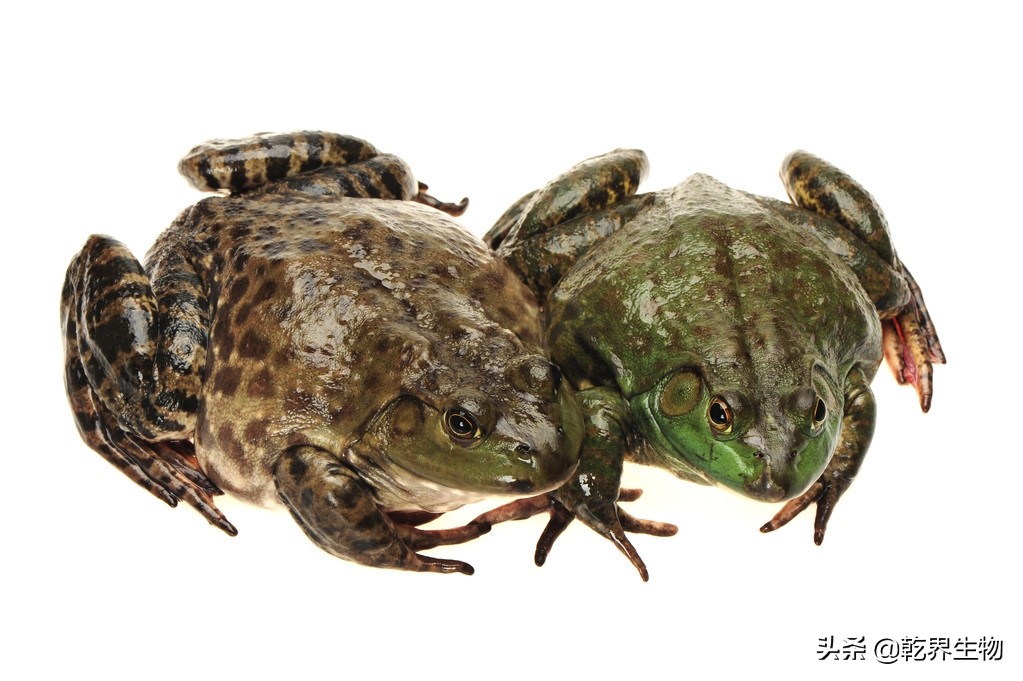 牛蛙疾病治疗列表,牛蛙病防治方法