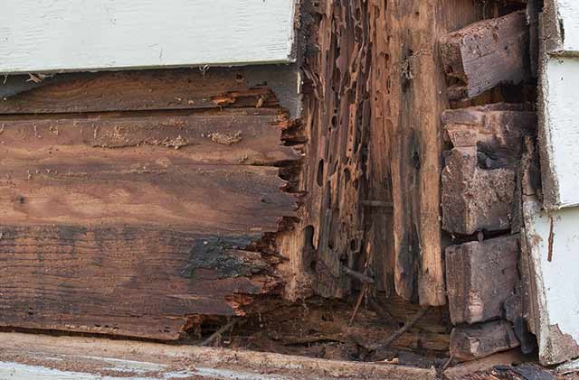 白蚁带翅膀的小飞虫怕什么,带翅膀的白蚁为什么成群爬出来