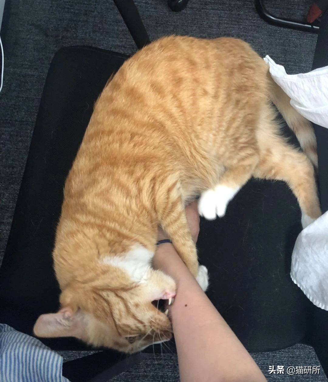 猫咪爱咬人怎么办教你一招,怎么纠正猫咬人的坏习惯