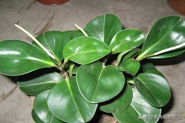 碧玉兰的叶子怎么养,碧玉为什么叫电脑宝贝