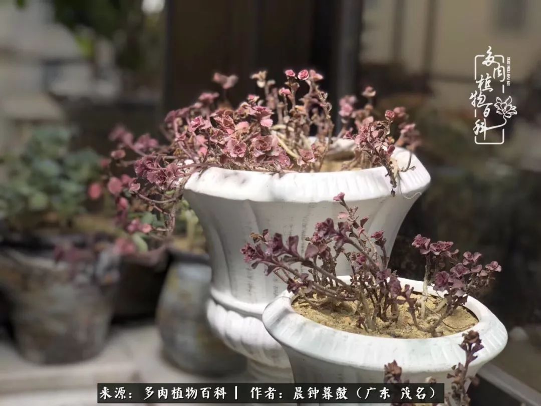 轻轻地告诉你，我的多肉也曾美过，不信你看看