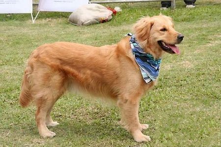 金毛每个阶段的喂食量是多少,金毛各个阶段狗粮吃多少