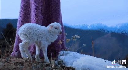 抖音全网第一名李子柒,李子柒抖音最火的女人