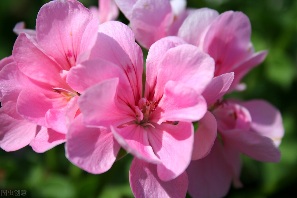 适应在室内养的十种花,天气变凉了花要搬到屋里来吗