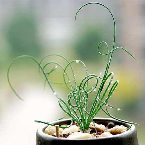 长得像弹簧草的草,弹簧草形态