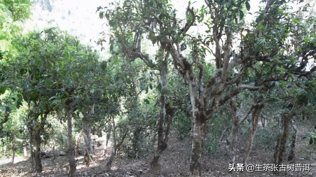 老班章普洱熟茶口感怎么形容,普洱老班章茶区特点