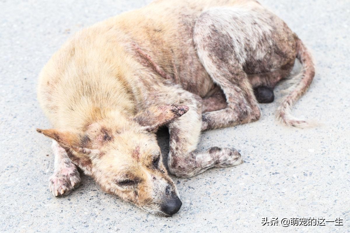 细小是什么病会死吗,细小是狗的什么意思