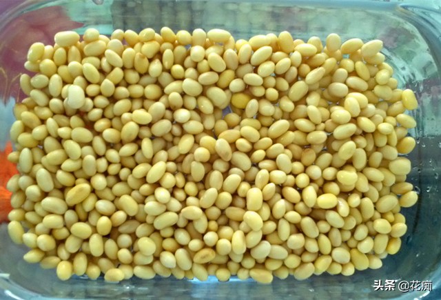 喜欢吃毛豆？自己在家种，几粒黄豆轻松种一大盆，耐看又好吃！