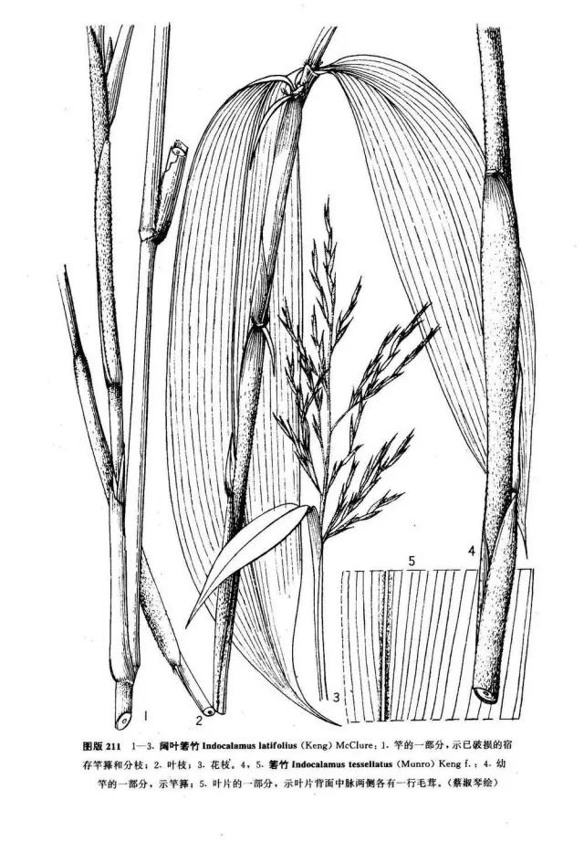竹子大全100种及名称,竹子一共有多少种品种