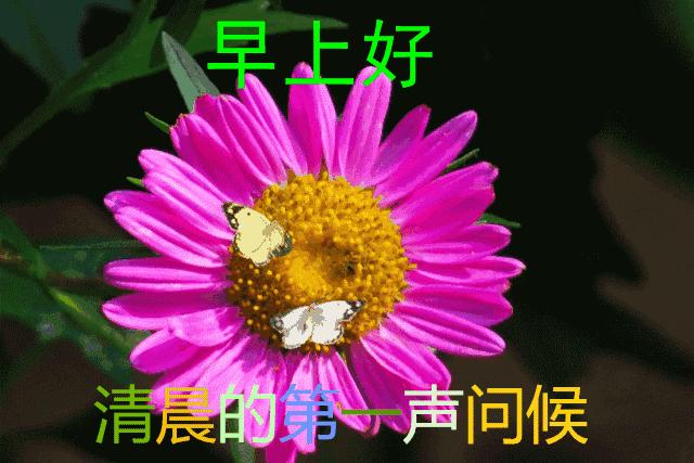 早上好最漂亮微信表情祝福图片,微信最漂亮早上好表情图片带鲜花