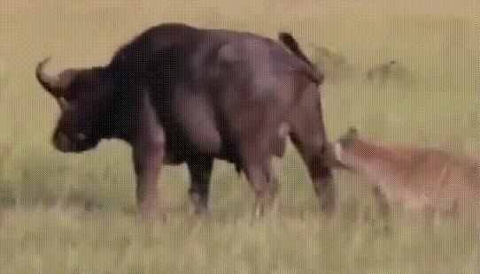 摩托车祸撞飞“蛋蛋”，散落滚烫柏油马路上，还能再移植回去吗？