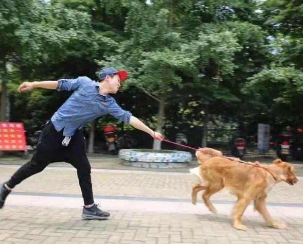 宠物狗需要每天遛狗吗,狗可以每天只遛一次吗