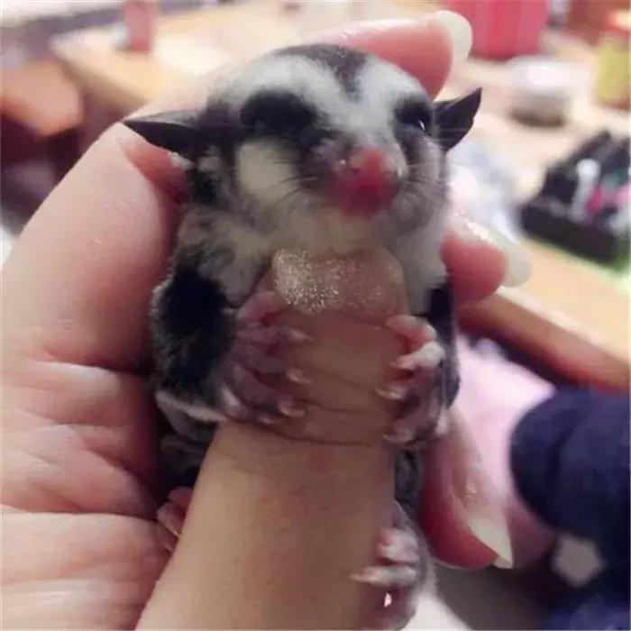 网红飞鼠被非法捕捉，不做检疫便低价出售，专家建议：危险别养！