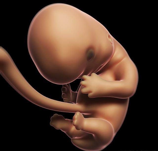 胎儿发育全过程标本,是否能看到胎儿的发育过程