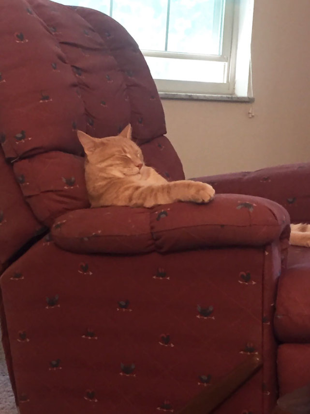 猫会不会成仙,当猫咪成为了人类