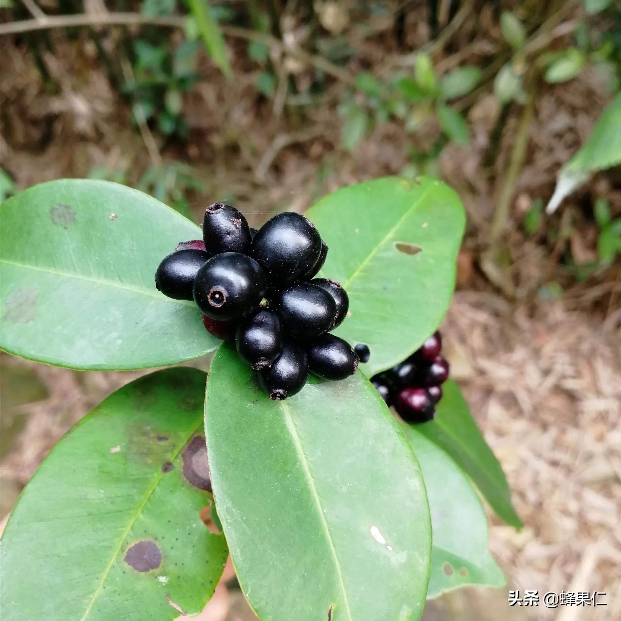 农村的所有野果,农村常见50种野果