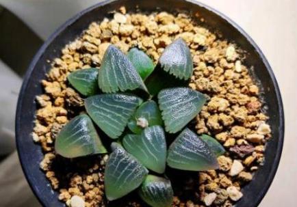 多肉玉露闷养最佳时间,养殖的多肉为什么叶子变黄