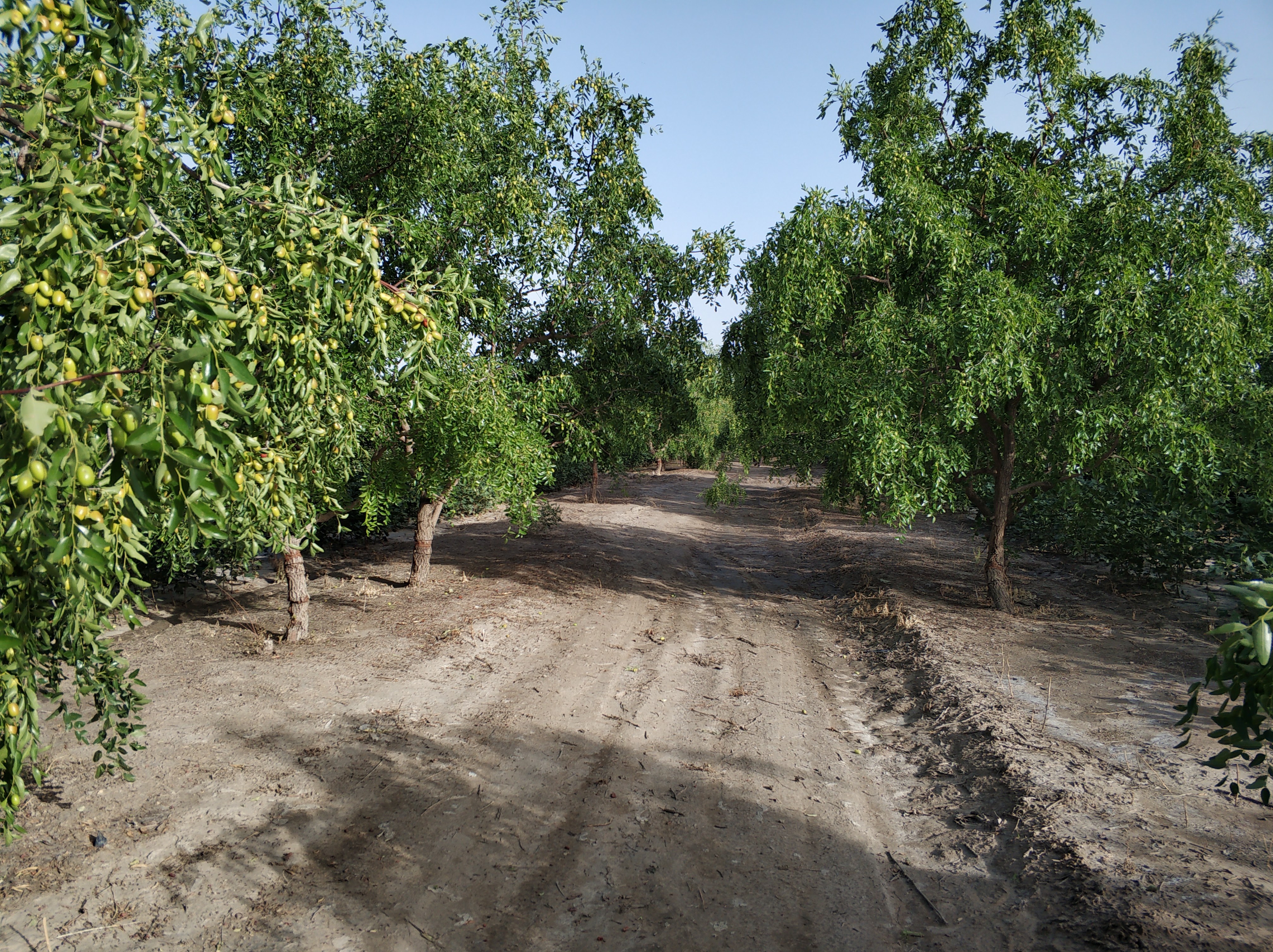 红枣树只开花不结果,红枣树开花不结果要打什么药